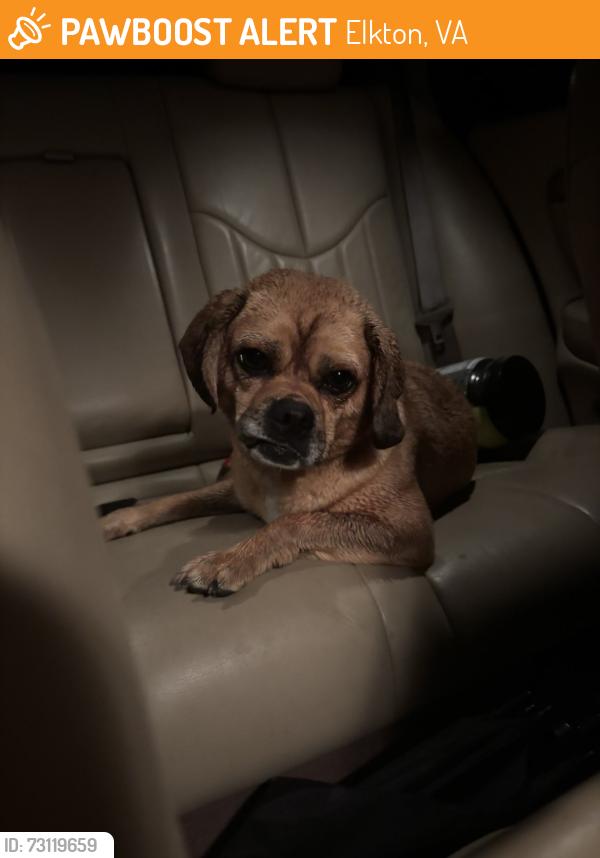 Found/Stray Female Dog last seen Near S East Side Hwy Elkton, VA 22827 United States, Elkton, VA 22827