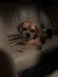 Found/Stray Female Dog last seen Near S East Side Hwy Elkton, VA 22827 United States, Elkton, VA 22827