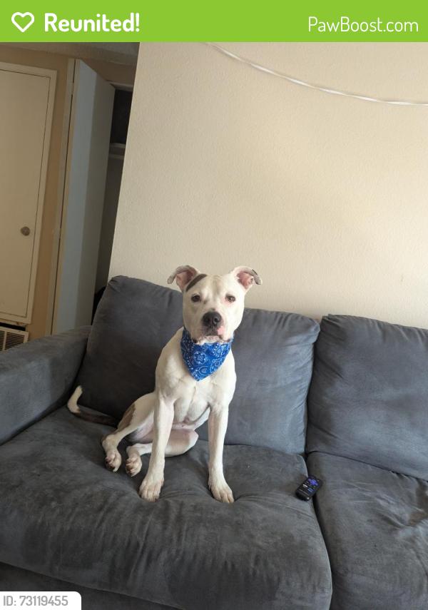 Reunited Female Dog last seen King Soopers on Illif and Buckley, Aurora, CO 80013
