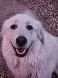 Reunited Female Dog last seen Speedway and Stone, Tucson, AZ 85705