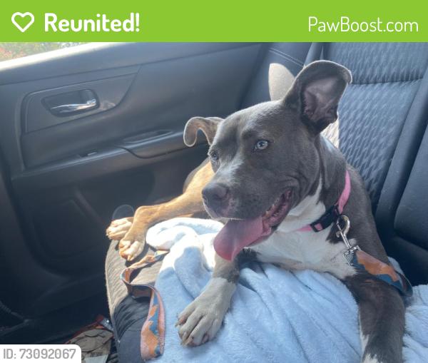 Reunited Female Dog last seen Rosewood road towards old Smithfield road, Goldsboro, NC 27530