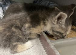 Shelter Stray Female Cat last seen Near W Thoreau Drive, Magna Township, UT, 84044, 511 W 3900 S, Salt Lake City, UT 84123, USA