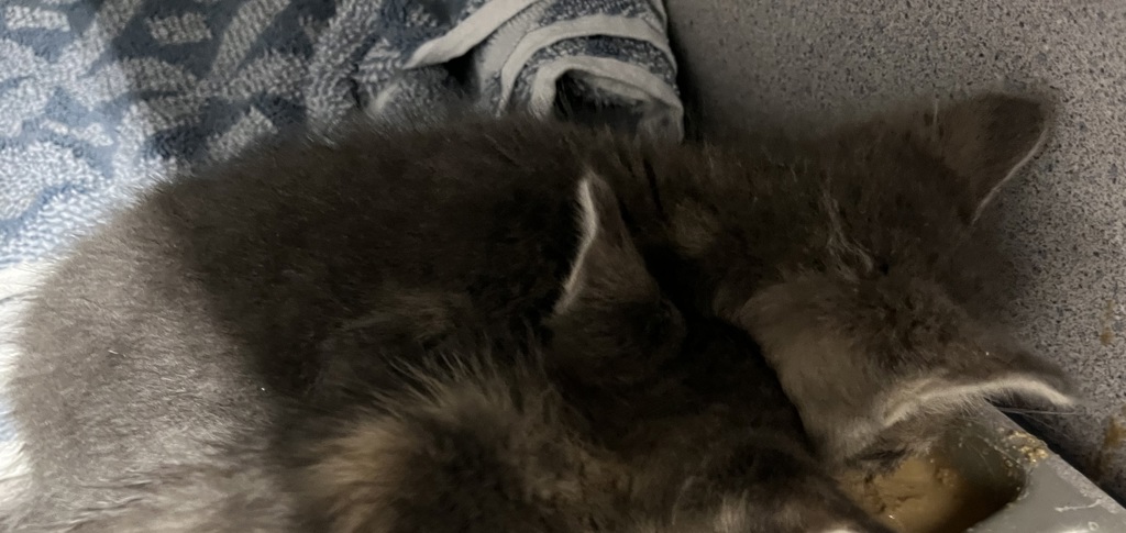 Shelter Stray Male Cat last seen Near W Thoreau Drive, Magna Township, UT, 84044, 511 W 3900 S, Salt Lake City, UT 84123, USA