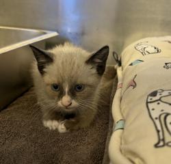 Shelter Stray Male Cat last seen Near Olivina Avenue, LIVERMORE, CA, 94551, 8323 Baldwin St, Oakland, CA 94621, USA