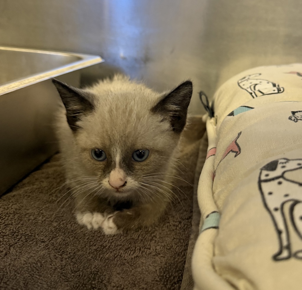 Shelter Stray Male Cat last seen Near Olivina Avenue, LIVERMORE, CA, 94551, 8323 Baldwin St, Oakland, CA 94621, USA