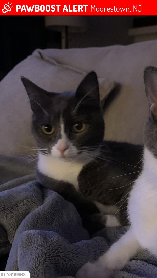 Lost Female Cat last seen Fernwood, Moorestown, NJ 08057