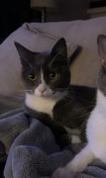 Lost Female Cat last seen Fernwood, Moorestown, NJ 08057