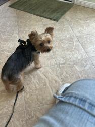 Found/Stray Male Dog last seen Eastshore and Brightwater Dr, Missouri City, TX 77459