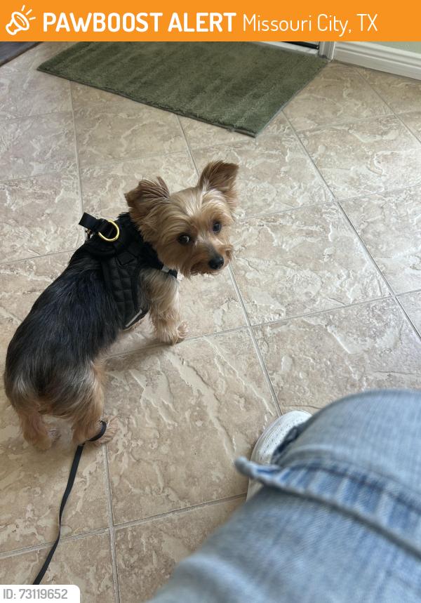 Found/Stray Male Dog last seen Eastshore and Brightwater Dr, Missouri City, TX 77459