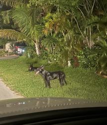 Found/Stray Male Dog last seen 28th st 8th Ave, Fort Lauderdale, FL 33315