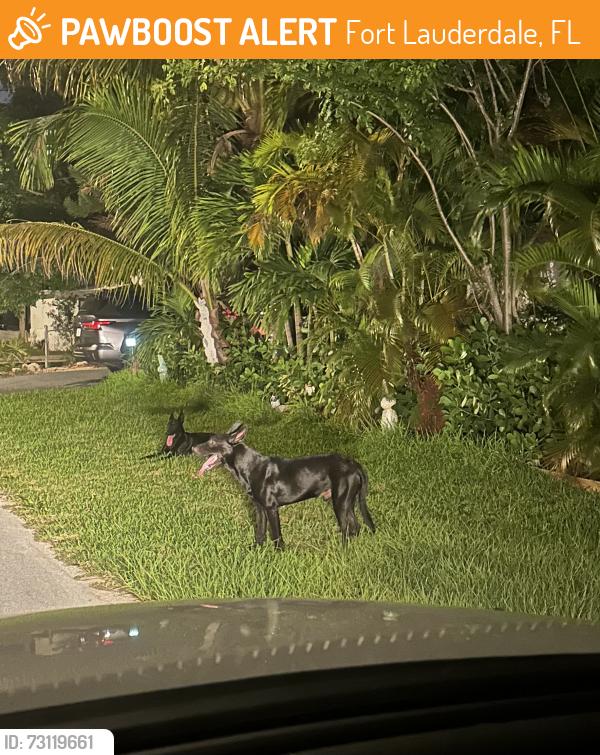Found/Stray Male Dog last seen 28th st 8th Ave, Fort Lauderdale, FL 33315