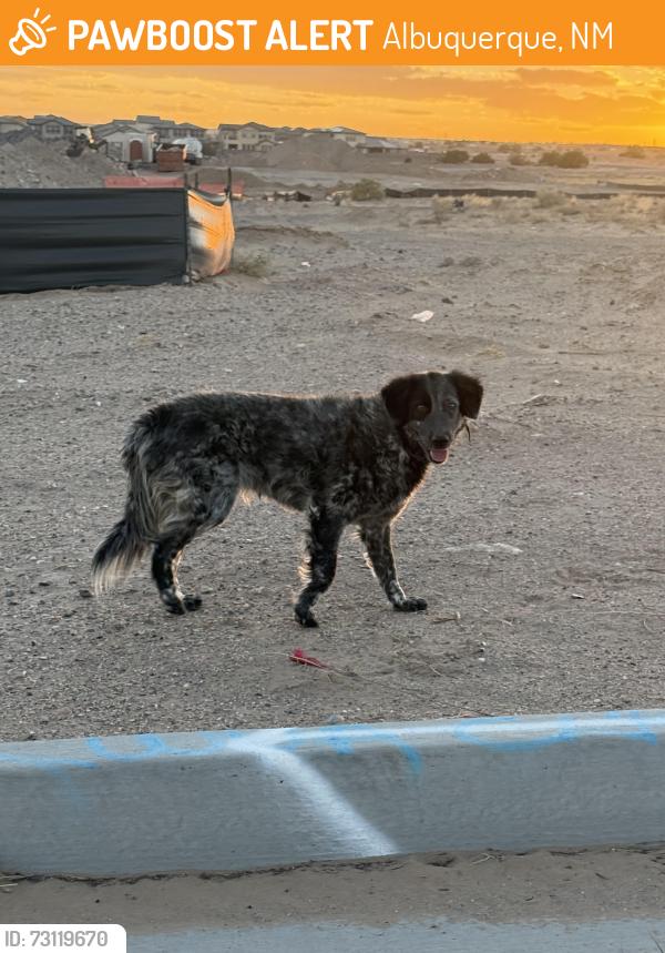 Found/Stray Unknown Dog last seen Kimmick Paseo, Albuquerque, NM 87114