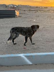 Found/Stray Unknown Dog last seen Kimmick Paseo, Albuquerque, NM 87114