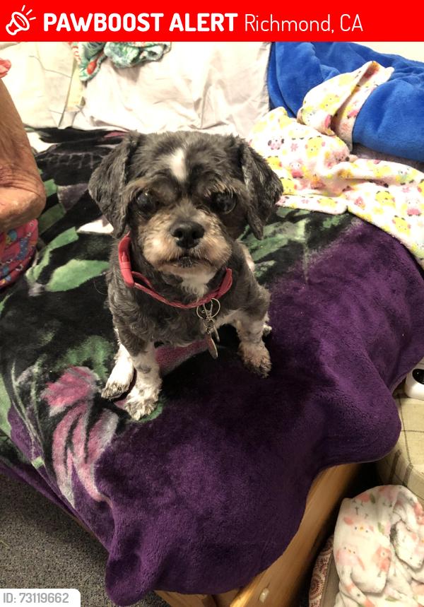 Lost Female Dog last seen Curry & West Bissell, Richmond, CA 94801
