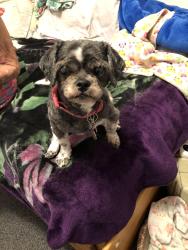 Lost Female Dog last seen Curry & West Bissell, Richmond, CA 94801