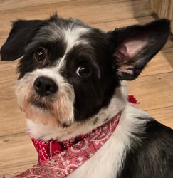 Reunited Male Dog last seen Elgin and Tiers Dr, Port Richey, FL 34668