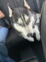 Found/Stray Male Dog last seen briarwood apmts, Tustin, CA 92780