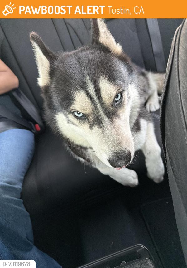Found/Stray Male Dog last seen briarwood apmts, Tustin, CA 92780