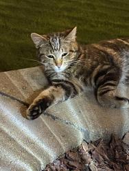 Found/Stray Male Cat last seen Mariola and Antigua, Pasco, WA 99301