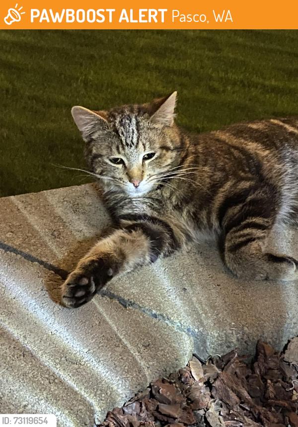 Found/Stray Male Cat last seen Mariola and Antigua, Pasco, WA 99301