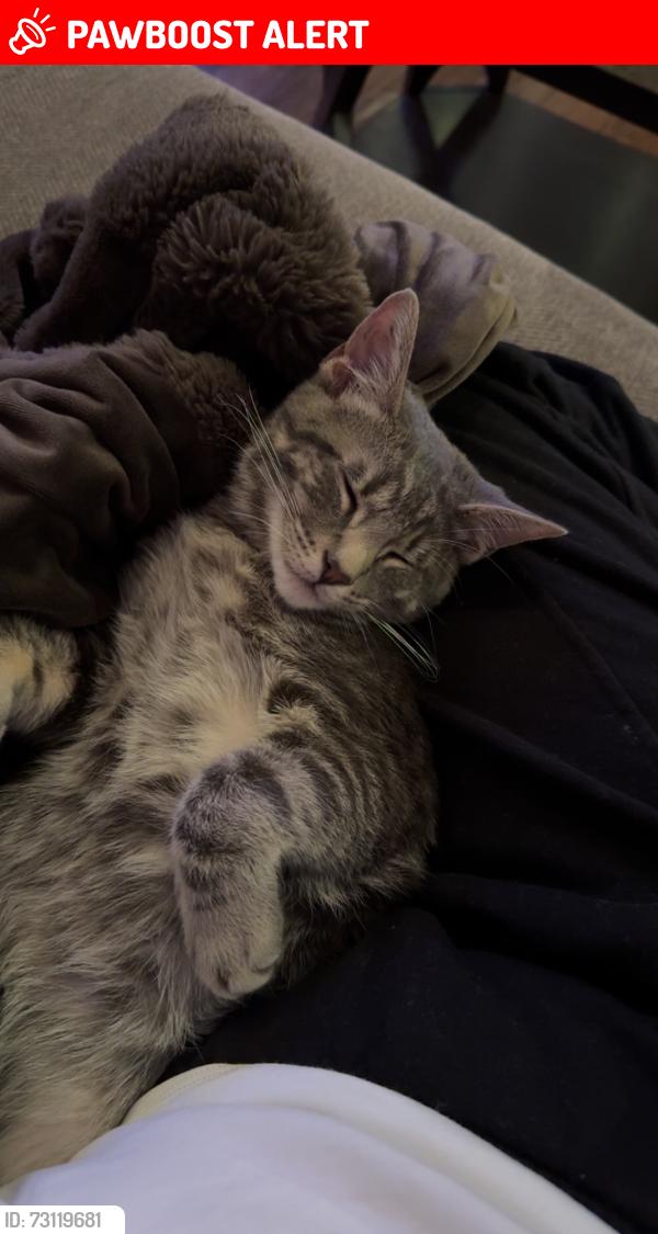 Lost Male Cat last seen kukui, Huntington Beach, CA 92646