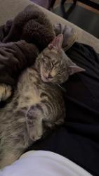 Lost Male Cat last seen kukui, Huntington Beach, CA 92646