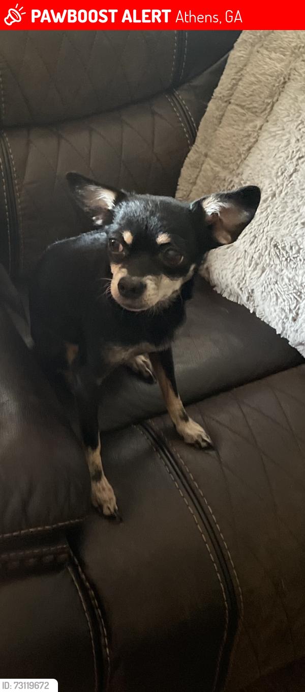 Lost Female Dog last seen Forest acres circle athens Ga, Athens, GA 30601