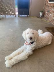 Reunited Male Dog last seen Near Sinclair Avenue, Midland,TX, Midland, TX 79705