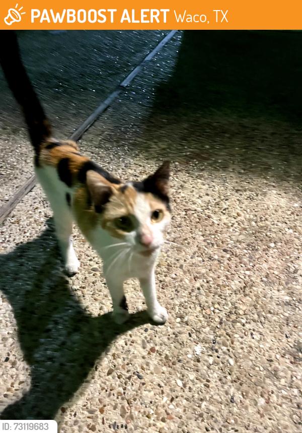 Found/Stray Female Cat last seen 18th Street, Waco, TX 76798