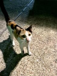 Found/Stray Female Cat last seen 18th Street, Waco, TX 76798