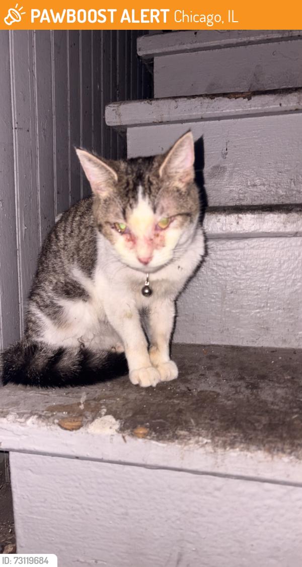 Found/Stray Unknown Cat last seen Near s Houston ave, Chicago, IL 60617