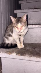 Found/Stray Unknown Cat last seen Near s Houston ave, Chicago, IL 60617