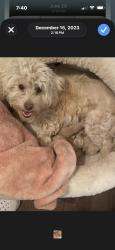 Reunited Female Dog last seen Near W Santa Ana Ave, Clovis, CA 93612, USA, Clovis, CA 93612