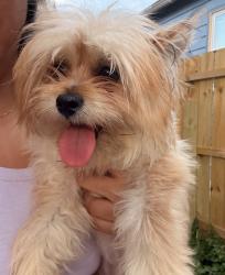 Reunited Female Dog last seen Hayes bilingual school, Milwaukee, WI 53204