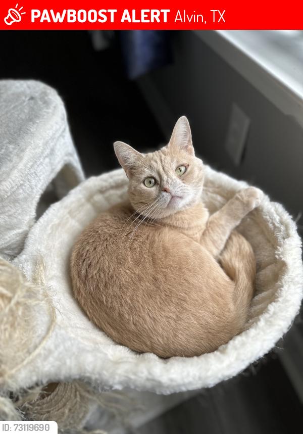 Lost Female Cat last seen Pinto Pass & Saddle Creek, Alvin, TX 77511
