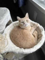 Lost Female Cat last seen Pinto Pass & Saddle Creek, Alvin, TX 77511
