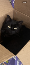 Lost Female Cat last seen Springdale rd , Cincinnati, OH 45251