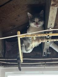 Found/Stray Unknown Cat last seen schadden road, Elyria, OH 44035