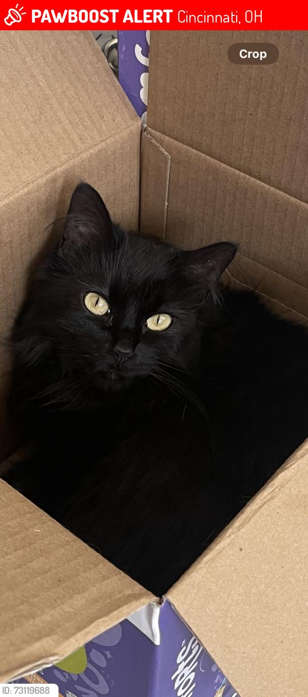 Lost Female Cat last seen Springdale rd , Cincinnati, OH 45251