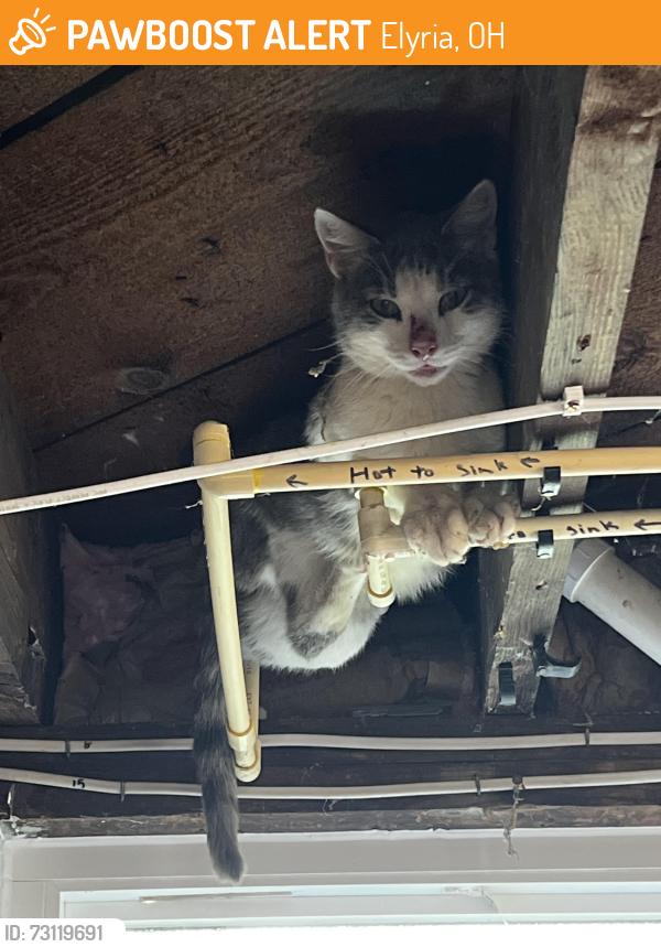 Found/Stray Unknown Cat last seen schadden road, Elyria, OH 44035