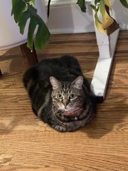 Found/Stray Female Cat last seen 8th & Kimball St., Philadelphia, PA 19147