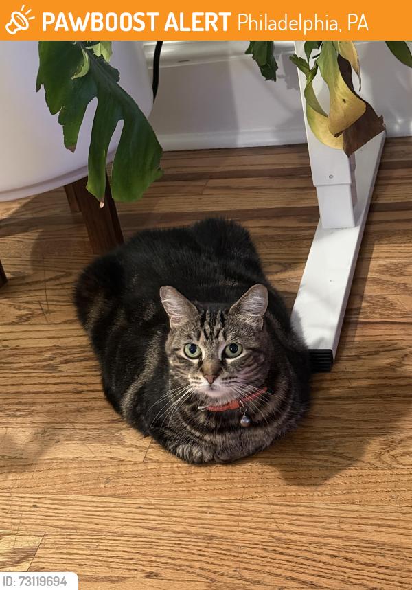 Found/Stray Female Cat last seen 8th & Kimball St., Philadelphia, PA 19147