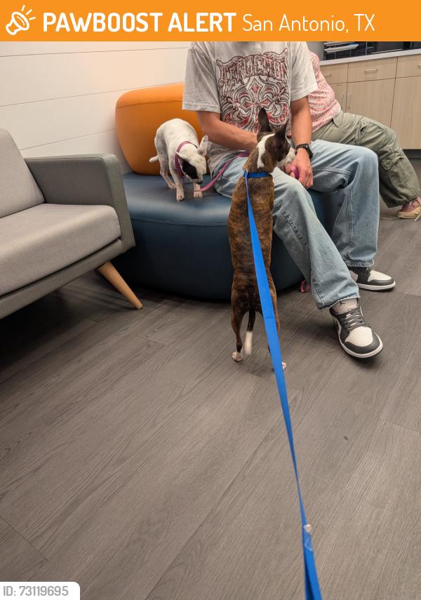 Found/Stray Female Dog last seen Reed and Estonia, San Antonio, TX 78251