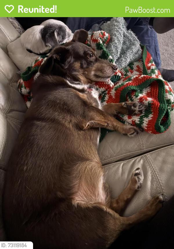 Reunited Male Dog last seen Near Elm Ln, Terrace Park, OH 45174, USA, Terrace Park, OH 45174