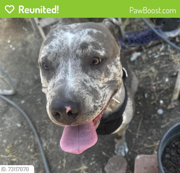 Reunited Female Dog last seen West Indian rock, Vista, CA 92083