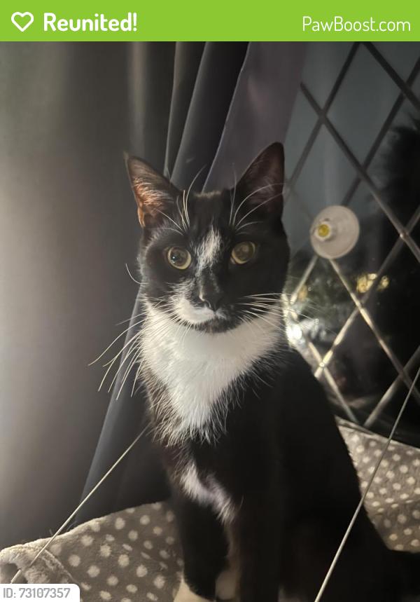 Reunited Male Cat last seen Cranbrook Road & Sylvan Road, Bournemouth, Christchurch and Poole, England BH12 3BT