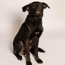 Shelter Stray Male Dog last seen , 8020 Washington St, Port Richey, FL 34668, USA