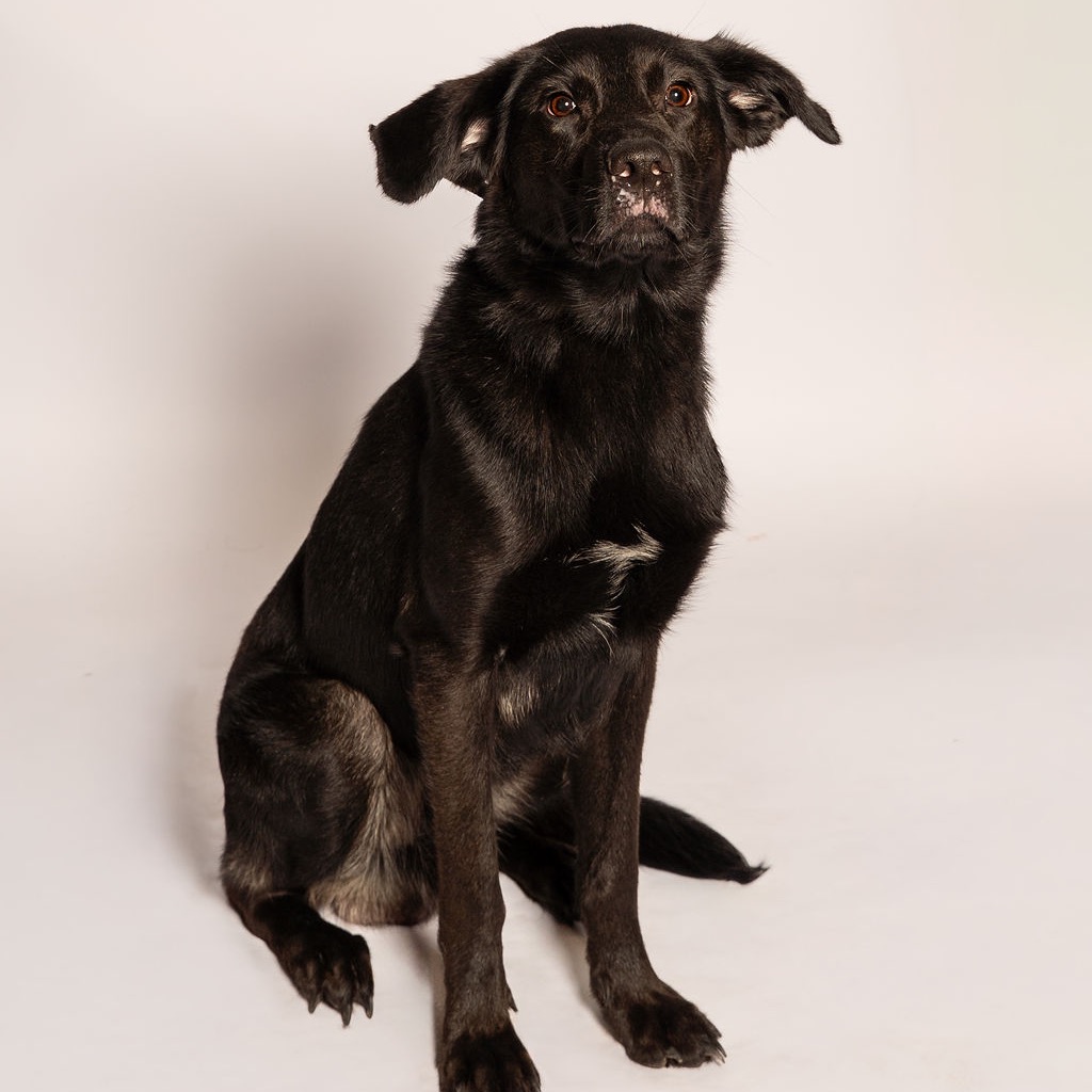 Shelter Stray Male Dog last seen , 8020 Washington St, Port Richey, FL 34668, USA