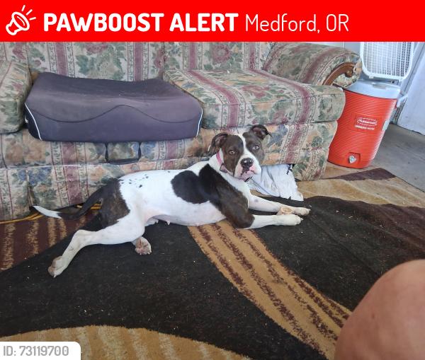 Lost Female Dog last seen Table Rock & 99, Medford, OR 97501