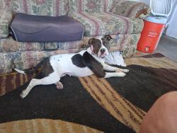 Lost Female Dog last seen Table Rock & 99, Medford, OR 97501